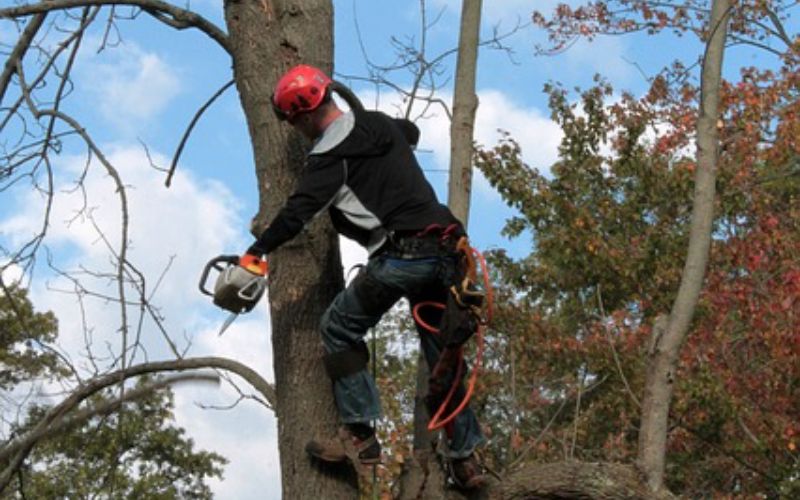 Arborist Tradfallning 6 6.jpg 6